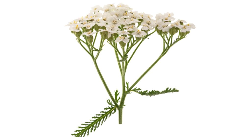 Yarrow dans le cadre de Proctonic